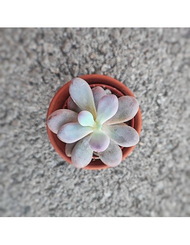 Pachyphytum Rose Cv. Momobijn, succulente rose Véritable concentré