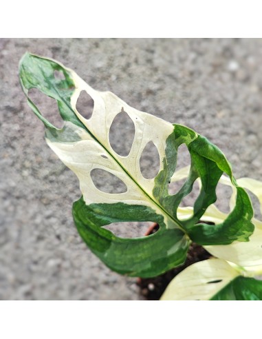 Monstera adansonii Japanese TRICOLOR Dans la société mordern