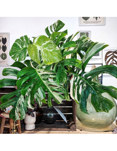 Monstera Deliciosa Variegata 2023