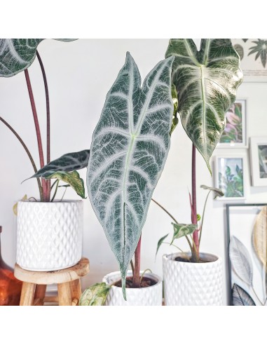 Alocasia Longiloba Silver XL Les magasins à Paris