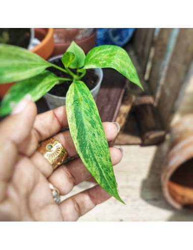 Anthurium Vittariifolium Variegated Comparez plus de prix