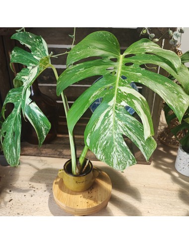 Monstera Variegata TOP CUT sélection de produits