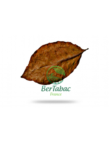 FEUILLES DE TABAC - BURLEY Pour