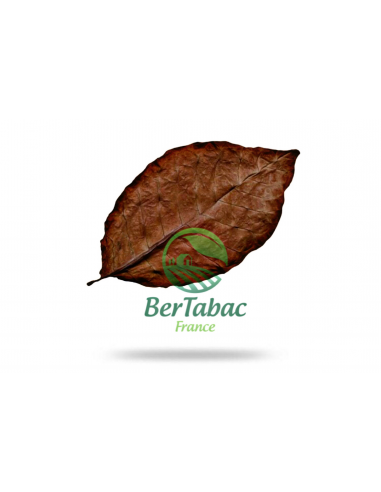 FEUILLES DE TABAC - KENTUCKY FIRE CURED de technologie