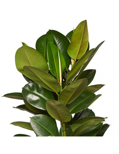 ARTHUR - Ficus Elastica Robusta 130/150cm les muscles