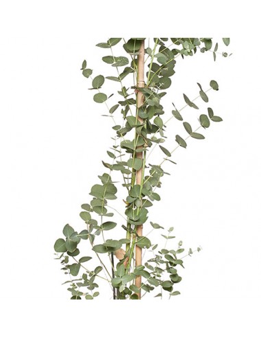 MIREILLE - Eucalyptus 160/180cm est présent 