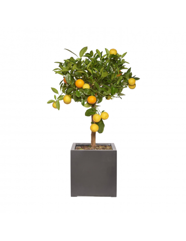 CLÉMENTINE - Calamondin / Clémentinier 70/90cm vous aussi creer 