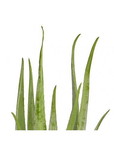 MINA - Aloe Vera 60/80cm hantent personnes