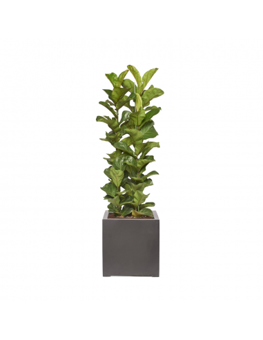 LUCAS - Ficus Lyrata 100/120cm à prix réduit toute l'année