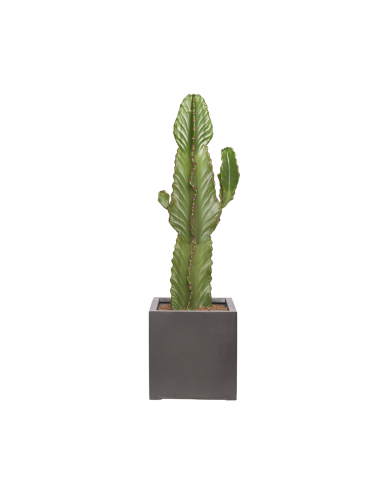 ALEJANDRO - Cactus Euphorbe Ingens 80/100cm en linge