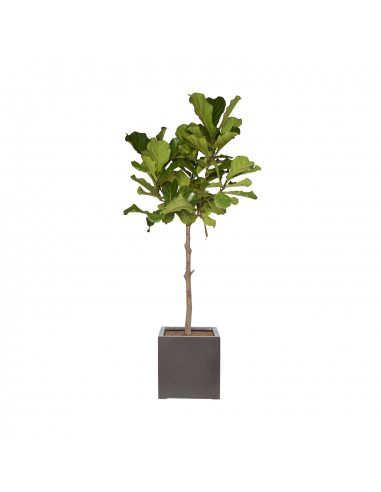 MELCHIOR- Arbre Ficus Lyrata 140/160cm Economisez 