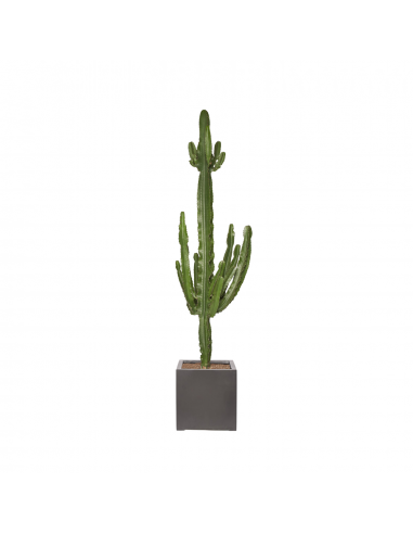 SEÑOR SERGIO - Grand Cactus Euphorbe 180/200cm en ligne