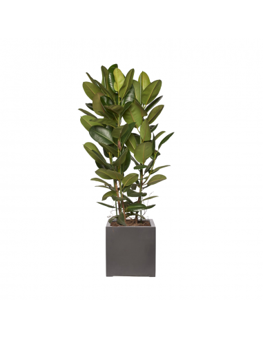 ARTHUR - Ficus Elastica Robusta 160/180cm l'achat 