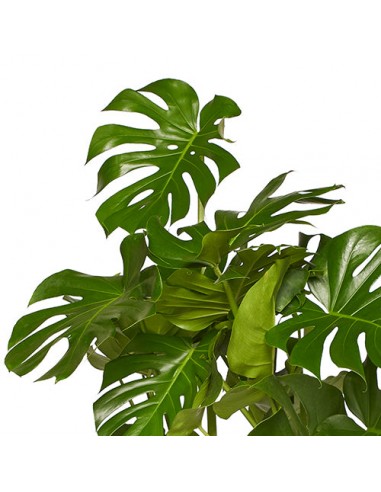 JACQUES - Monstera sans tuteur 100/120cm online