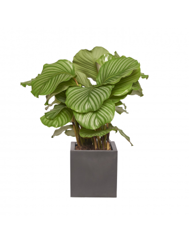 MÉLODIE - Calathea 60/80cm livraison et retour toujours gratuits