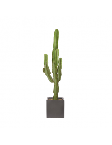 ALEJANDRO - Grand Cactus Euphorbe Ingens 140/160cm rembourrage situé sous