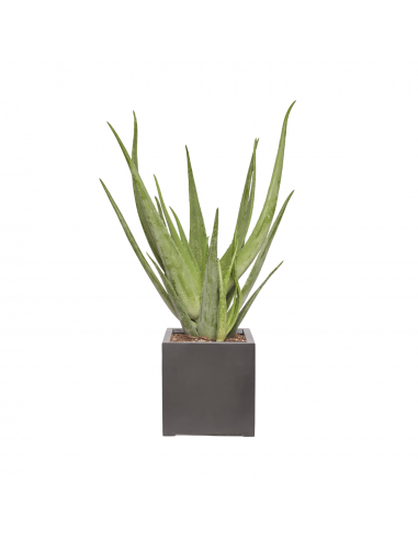 MINA - Aloe Vera 40/60cm de France