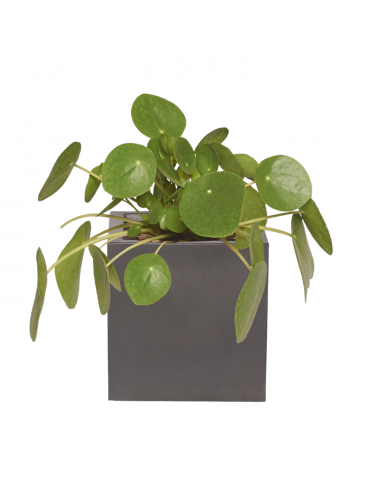 PAULINE - Pilea 50/70cm de l' environnement