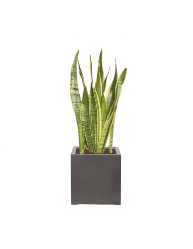 SIMONE - Grand Sansevieria 100/120cm Venez acheter