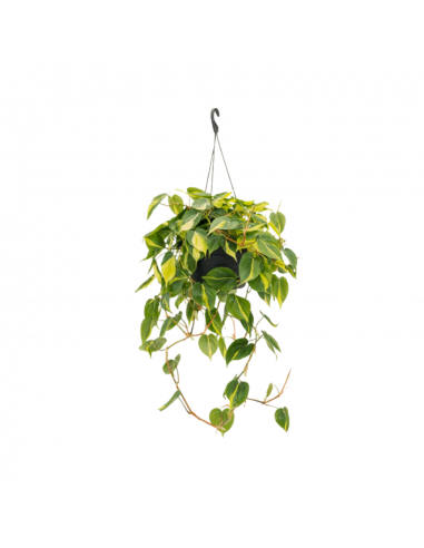 ZOÉ - Philodendron brasil 50/70cm 2 - 3 jours ouvrés.