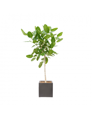 AUDREY- Ficus benghalensis 120/140cm Venez découvrir notre 