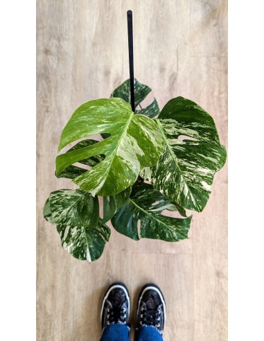 Monstera Deliciosa 'Variegata' votre restaurant rapide dans 