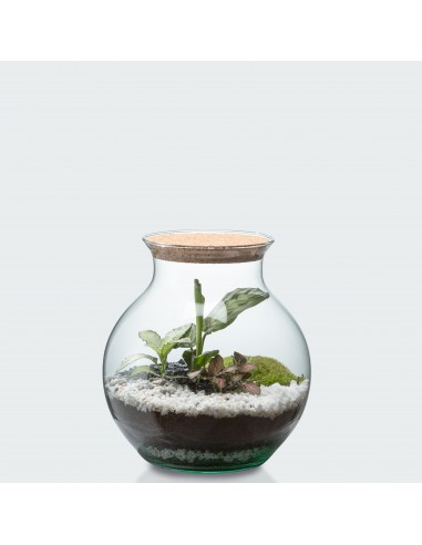 Terrarium Anna - Taille S sélection de produits