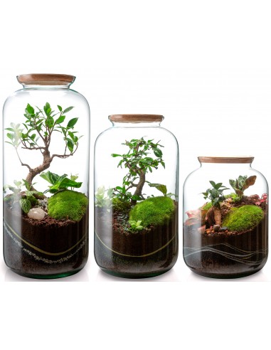 Terrarium Jeanne - Taille S des créatures d'habitude