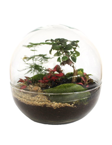 Terrarium Amélia - Taille L des créatures d'habitude