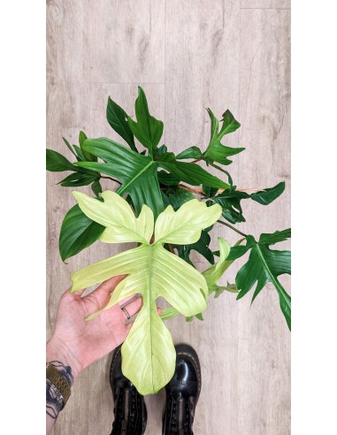 Philodendron 'Florida ghost' Par le système avancé 