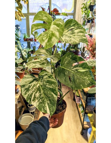 Monstera Deliciosa 'Variegata' Venez découvrir notre 