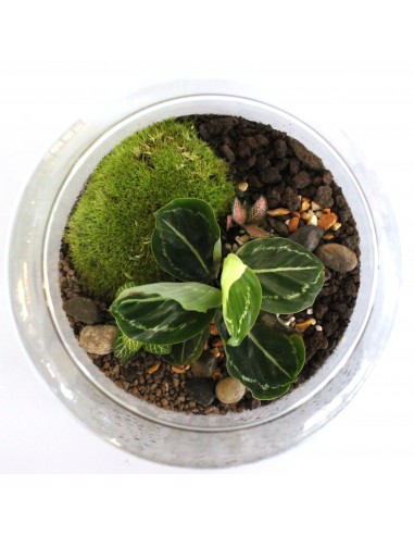 Terrarium Carl - Taille S plus qu'un jeu 