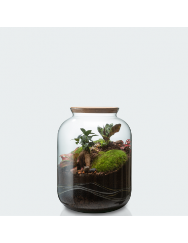 Terrarium Jeanne - Taille S Véritable concentré