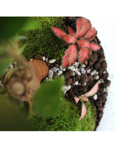 Terrarium Carl - Taille M en ligne des produits 