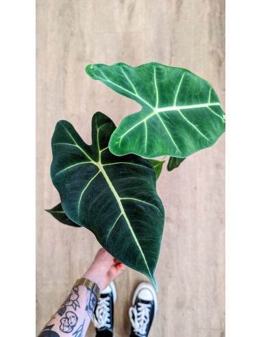 Alocasia 'Frydek' plus qu'un jeu 