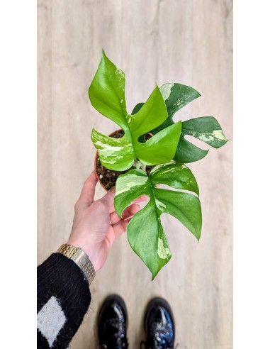 Monstera Minima Variegata commande en ligne