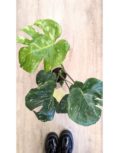 Monstera Deliciosa „Thai-Konstellation“ (mehrere Optionen) ou a consommer sur place