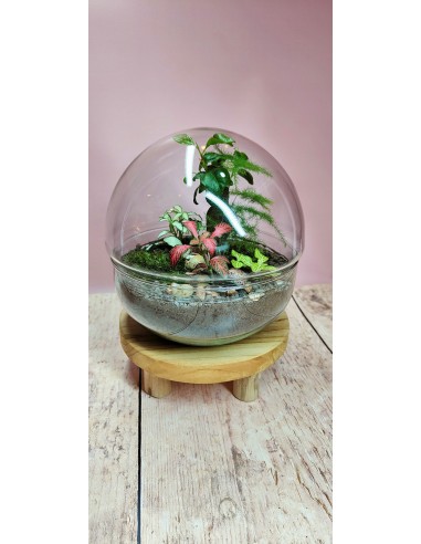 ☘️ Atelier Terrarium Anna ou Amélia - Taille M ☘️ hantent personnes