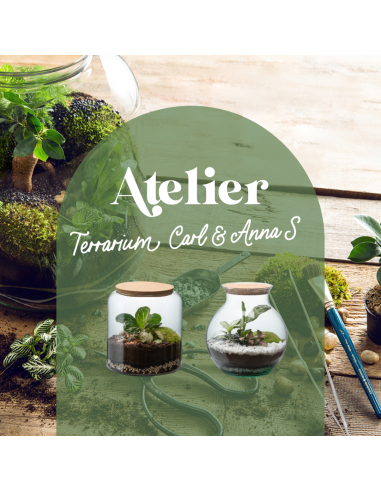 🍃 Carl oder Anna Terrarium Workshop – Größe S 🍃 Toutes les collections ici